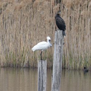 Black Faced Spoonbill ~ Kasai Rinkai Bird Sanctuary