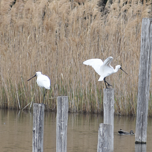 Black Faced Spoonbill ~ Kasai Rinkai Bird Sanctuary