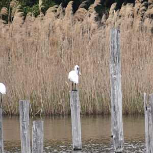 Black Faced Spoonbill ~ Kasai Rinkai Bird Sanctuary