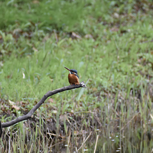 Common Kingfisher ~ Kasai Rinkai Bird Sanctuary