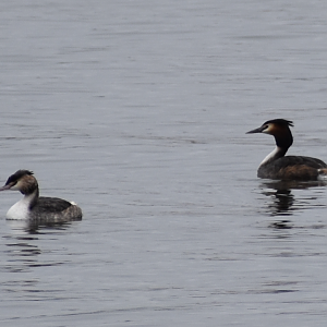 Great Crested Grebe ~ Kasai Rinkai Bird Sanctuary