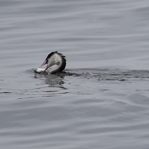 Great Crested Grebe ~ Kasai Rinkai Bird Sanctuary