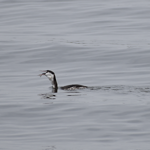 Great Crested Grebe ~ Kasai Rinkai Bird Sanctuary
