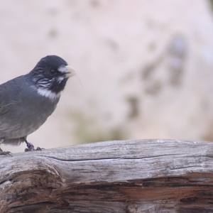 Bird ID? Birdland 2024