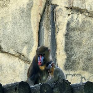 Mandrill family