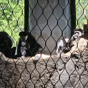 Colobus family