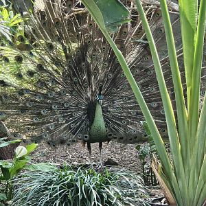 Displaying peacock