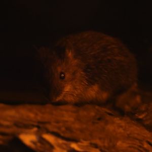 Amami spiny rat (Tokudaia osimensis)