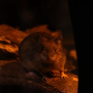 Amami spiny rat (Tokudaia osimensis)