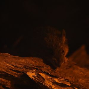 Amami spiny rat (Tokudaia osimensis)