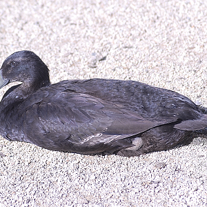 An African Spurred Tortoise......apparently - Birdland 2024