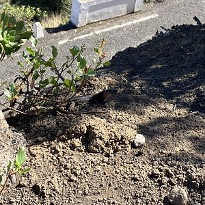 Gran Canaria giant lizard 2/3/24