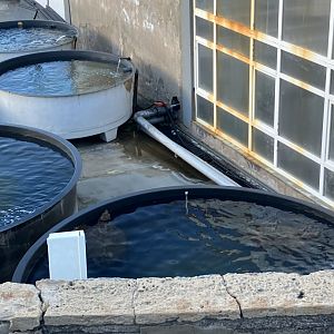 Marine Wildlife Research and Turtle Rehabilitation Centre, Telde, Gran Canaria, 2/4/24