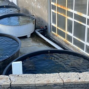 Marine Wildlife Research and Turtle Rehabilitation Centre, Telde, Gran Canaria, 2/4/24