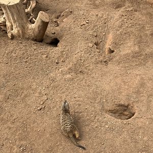 Meerkat, 28/3/2024