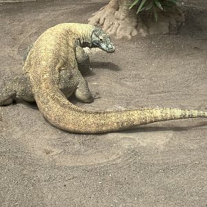 Komodo dragon, 28/3/2024