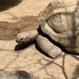 Aldabra giant tortoise, 28/3/2024