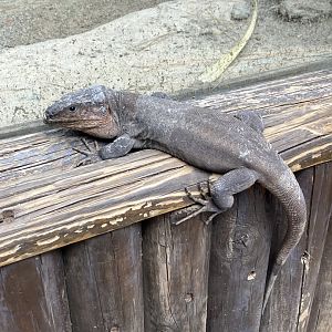 Wild Gran Canaria giant lizard in the park, 28/3/2024