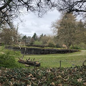 African Savannah Exhibit