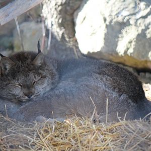 Canadian Lynx