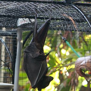 Indian Fruit Bat