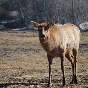 American Elk