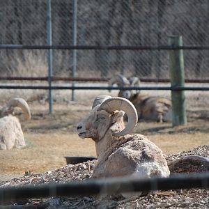 Rocky Mountain Bighorn Sheep