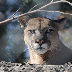 Cougar