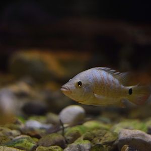 Cichlid ID