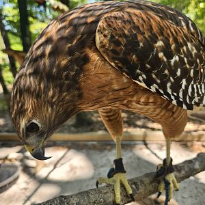 Emerald Coast Wildlife Refuge - Red-shouldered Hawk