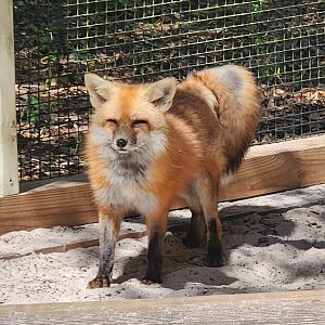 Emerald Coast Wildlife Refuge - Red Fox