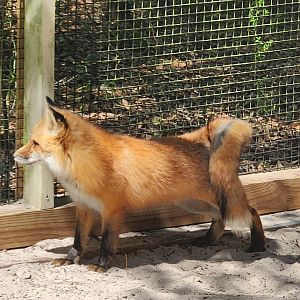 Emerald Coast Wildlife Refuge - Red Fox side view