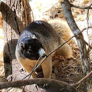 Emerald Coast Wildlife Refuge - Sherman's Fox Squirrel