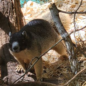 Emerald Coast Wildlife Refuge - Sherman's Fox Squirrel stare