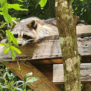 Emerald Coast Wildlife Refuge - Common Raccoon