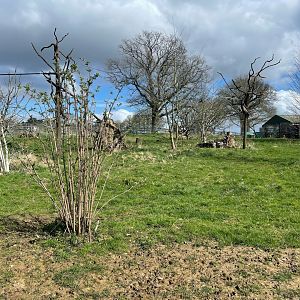 Babirusa and François’s Langur Enclosure