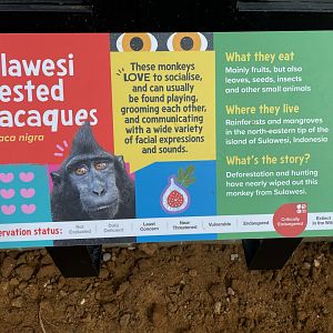 Sulawesi crested Macaque Signage, Monkey Forest