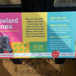 Lowland Anoa Signage, Monkey Forest