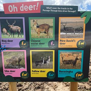 Asian Deer Species Signage