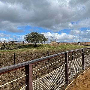 Lowland Anoa Paddock