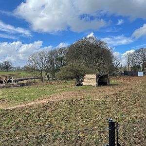 Lowland Anoa Paddock