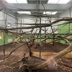 Sulawesi crested Macaque Indoor Area