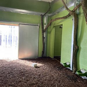 Lowland Anoa Indoor Area