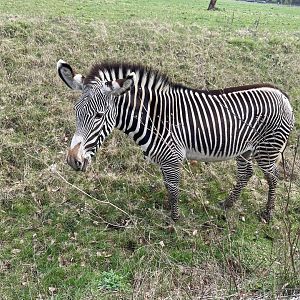 Grévy's zebra, (Equus grevyi)
