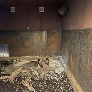 Aardvarks, (Orycteropus afer)