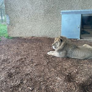 Malik the African Lion, (Panthera Leo)