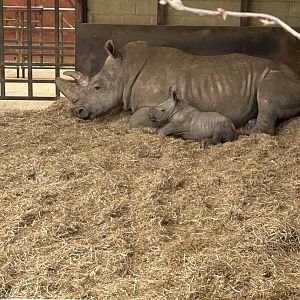 Jaseera and her calf