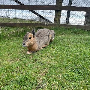 Patagonian Mara, (Dolichotis patagonum)
