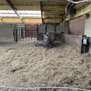 Jaseera and her calf, suckling