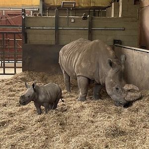 Jaseera and her First Calf